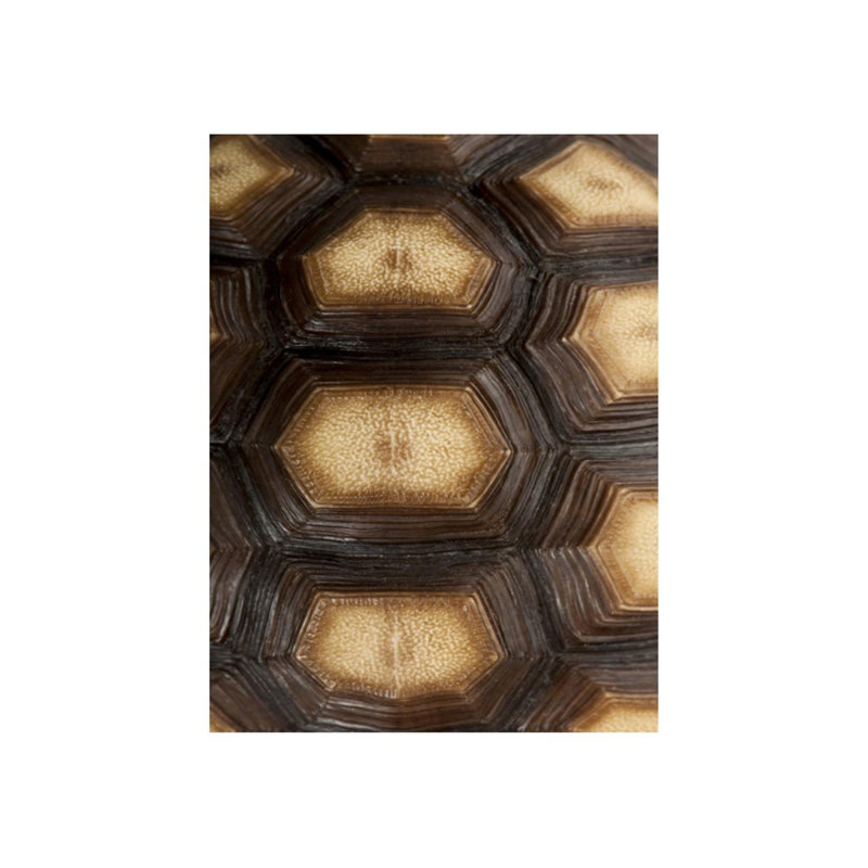 Carapaced Motif III Print by Austin Beiv, 53" H x 40" W, Outdoor