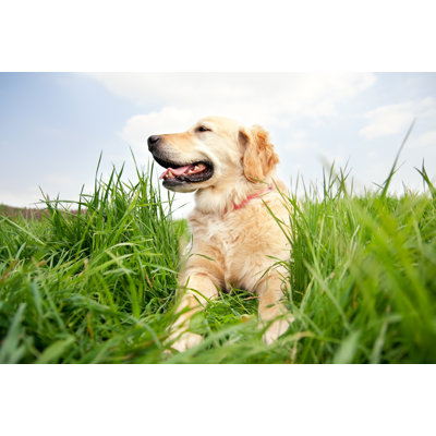 Happy Dog on a Meadow by Pk-Photos