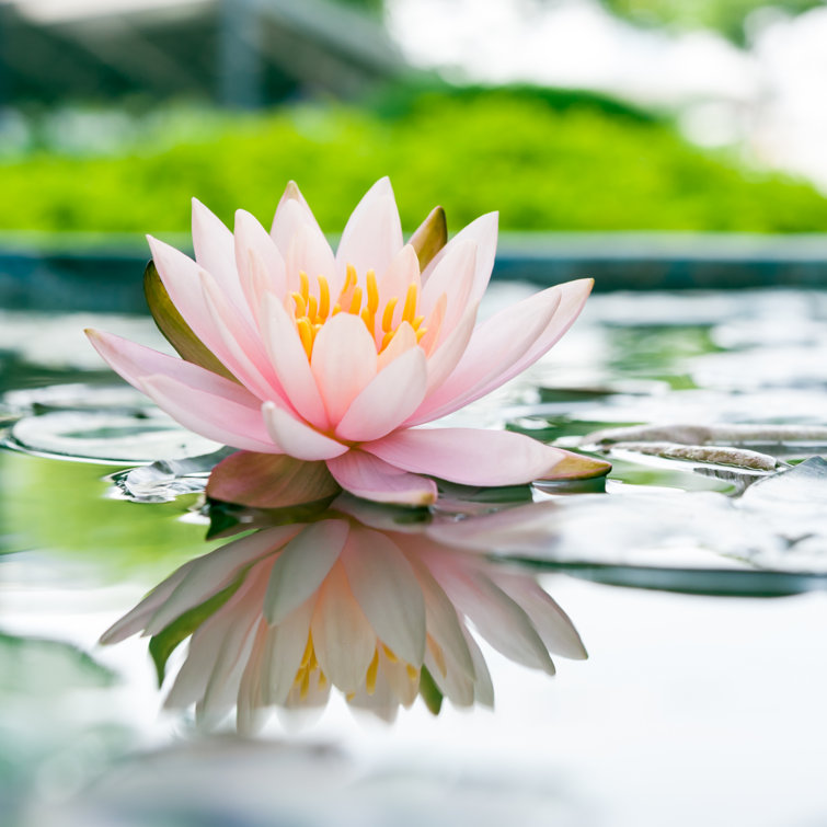 Beautiful Pink Lotus Flower in Pond - Wrapped Canvas Photograph