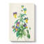 Wild Pansy Flowers by Pierre-Joseph Redoute - Wrapped Canvas Painting-55305149
