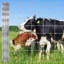 Clôture en métal galvanisé de 5 pi x 164 pi, clôture en fil de zinc de calibre 14, filet de ferme robuste pour la protection des bovins, des chèvres, des cerfs, des cours et des animaux-127943053