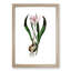 Autumn Crocus Flowers Illustration - Framed Print-55456876-55456879