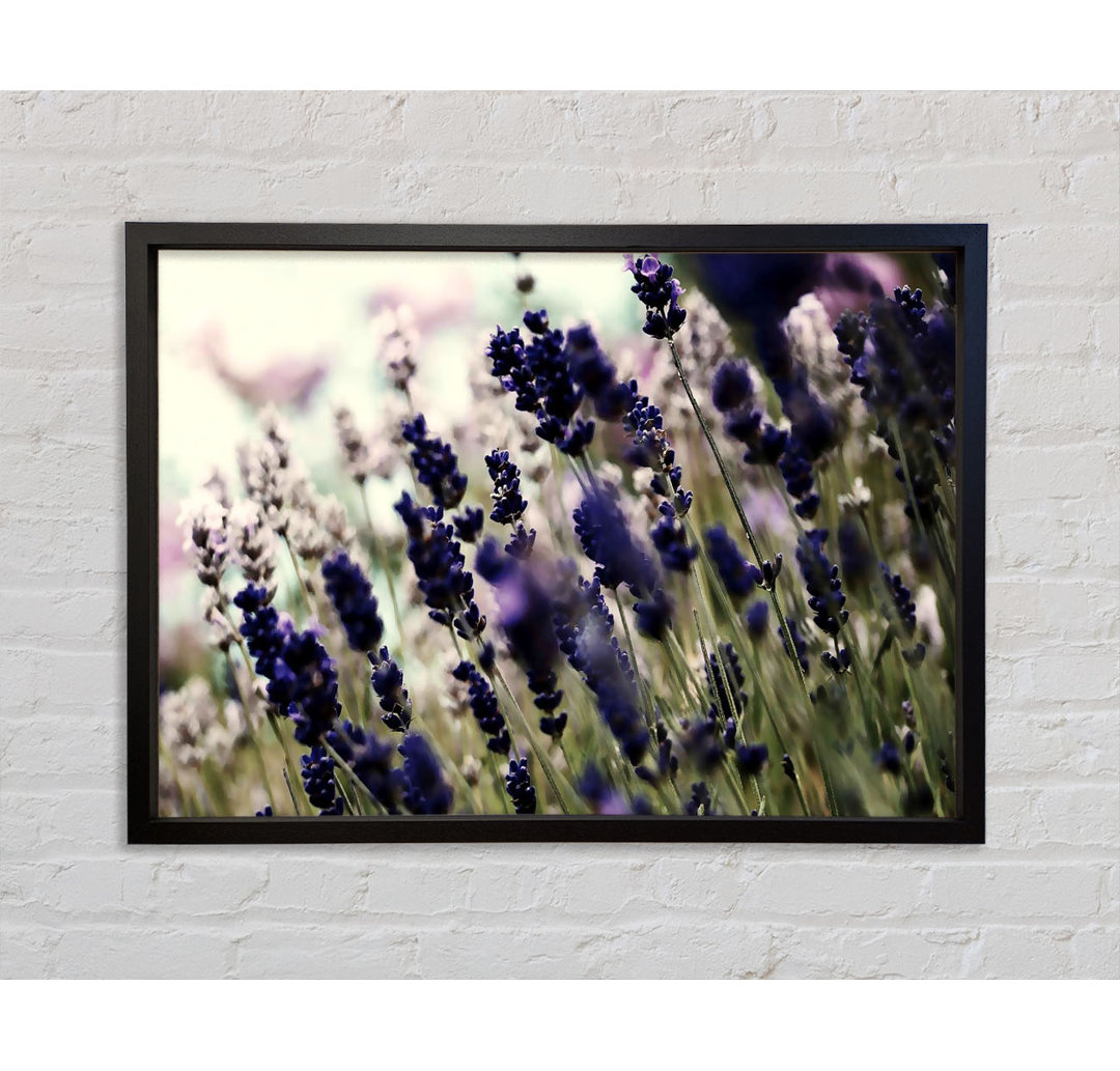 Gerahmtes Leinwandbild Lavender Flower Stems