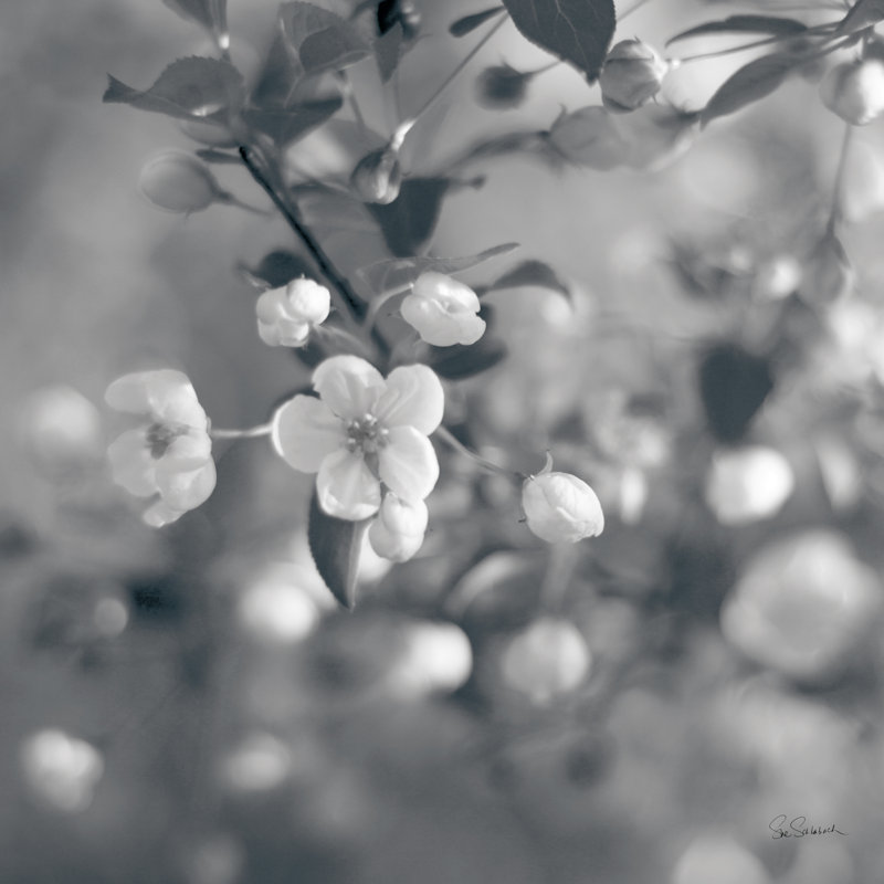 Blush Blossoms I Square BW by Sue Schlabach - Wrapped Canvas Print, 30cm H x 30cm W