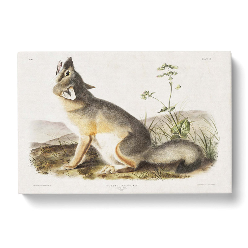 Swift Fox by J.W. Audubon - Wrapped Canvas, 35cm H x 50cm W x 3cm D