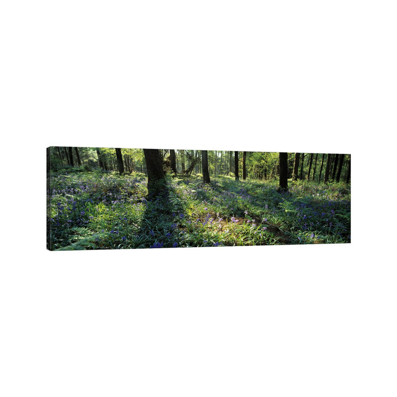 Bluebells Growing In A Forest, Exe Valley, Devon, England - Wrapped Canvas Panoramic Print, 182.88 cm H x 60.96 cm W