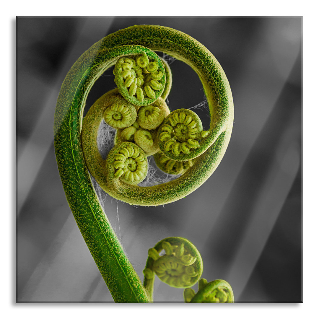 Glasbild Blatt von einer Farne im Wald