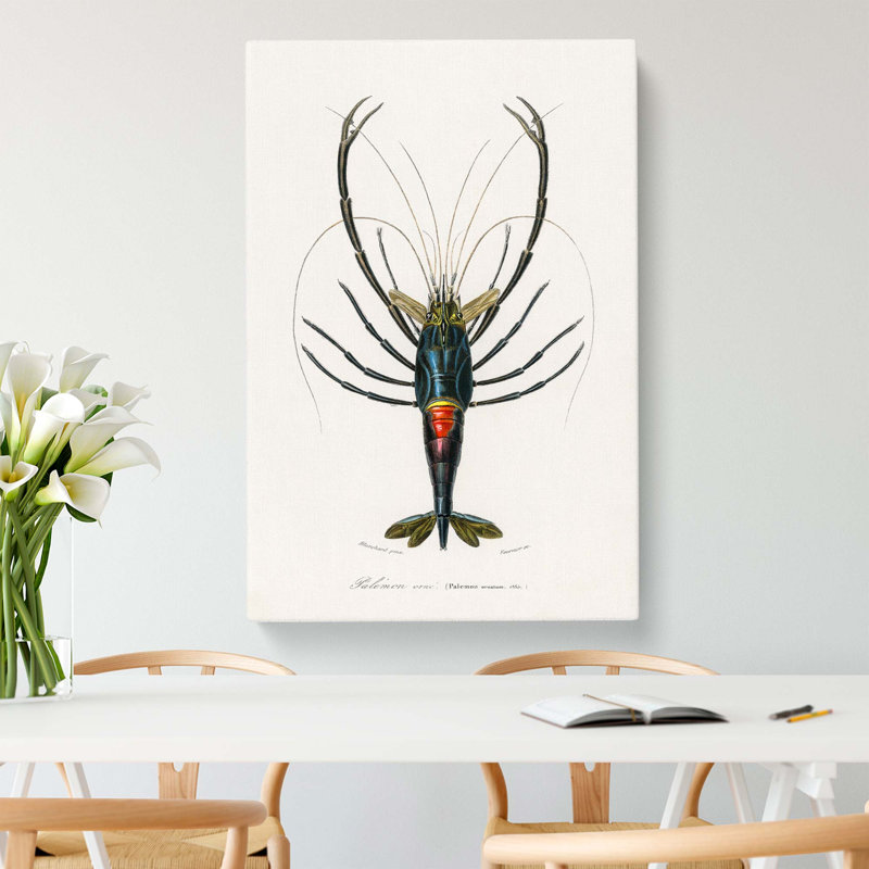 Crimson Crawfish Illustration by Charles D Orbigny - Wrapped Canvas, 60cm H x 40cm W x 3cm D