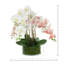 Orchid Arrangement in Glass Vase with Moss