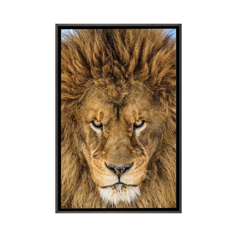 Serious Lion par Mike Centioli - reproduction de photo, Toile avec cadre gris, Pas de tapis, H 26 po x l 18 po x 1,5 po
