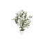 Table Top Olive Tree