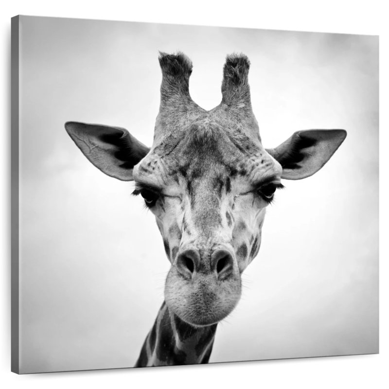 Crowle Giraffe BW, 16" H x 16" W