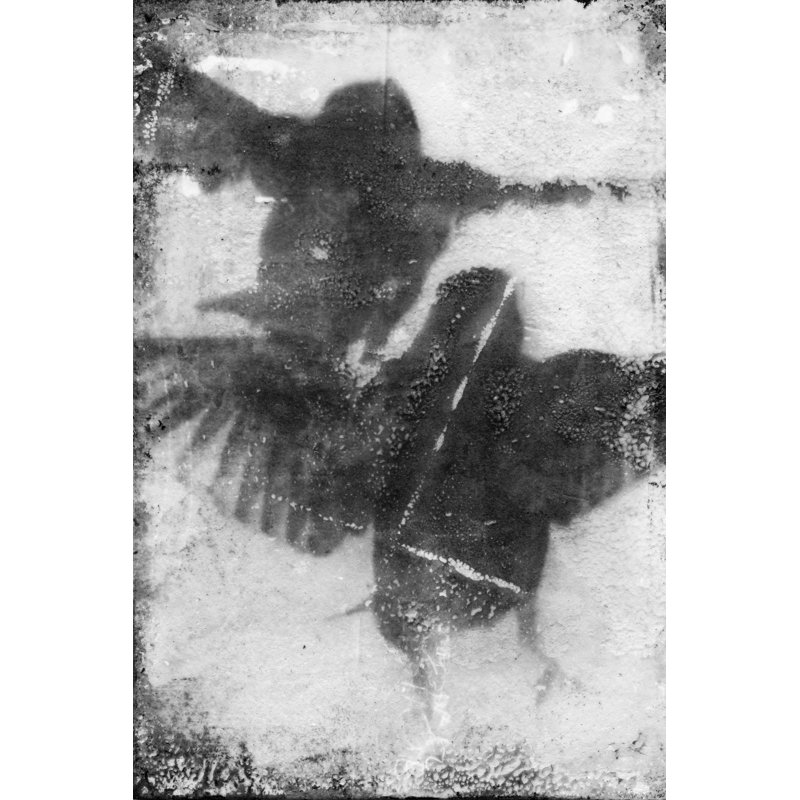 Flight VII - Painting, 46cm H x 30cm W, Black Floater Framed