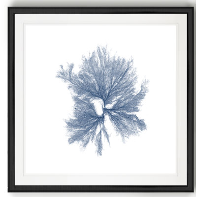 « marine algues iii », reproduction d’art