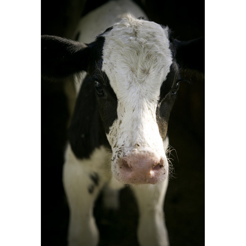 Young Cow by Naphtalina - Wrapped Canvas Print, 122cm H x 81cm W x 3.8cm D