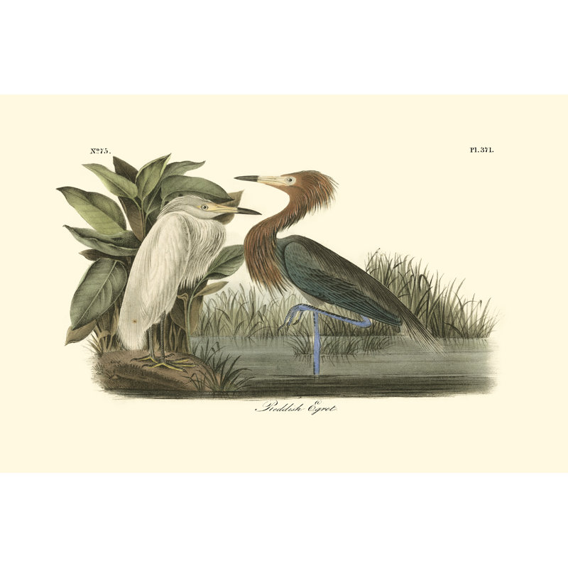 Reddish Egret - Wrapped Canvas Art Prints, 81cm H x 122cm W x 3.8cm D