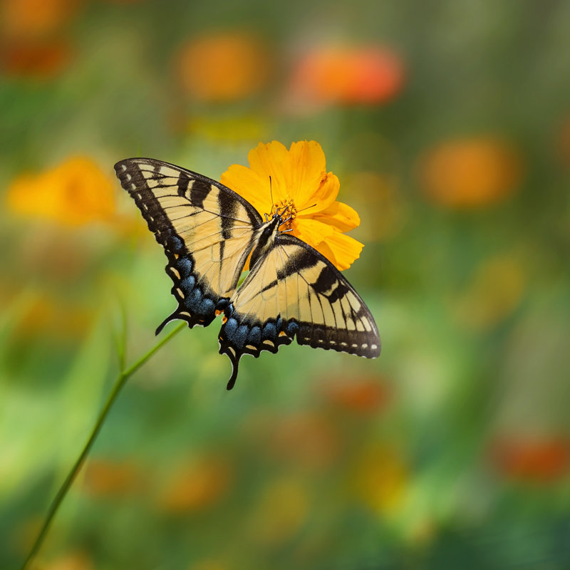 Portrait de papillon I, H 36 po x l 36 po