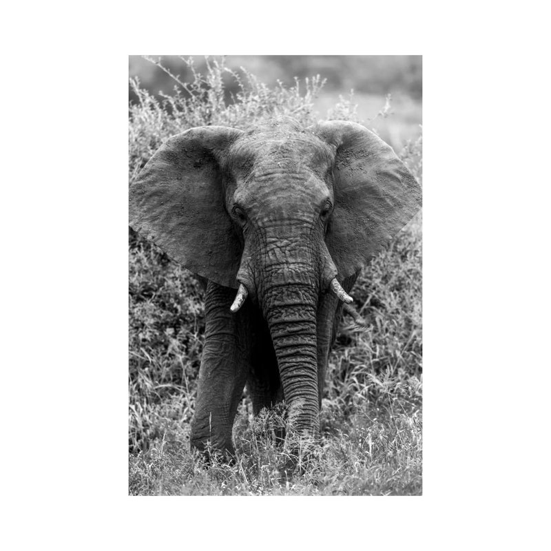 Elephant In The Bush by Anders Jorulf - Wrapped Canvas Print, 20.32 cm H x 30.48 cm W