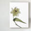 «Xray Tulip II» par Judy Stalus, impression sur toile-252625183