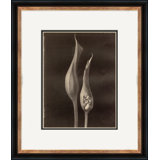 Sepia Flowers 23 Giclee Print by Soicher Marin Archives