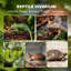Reptile Box-115116505