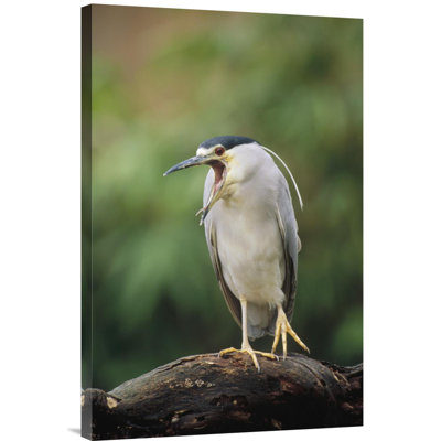 " Black-Crowned Night Heron Calling "