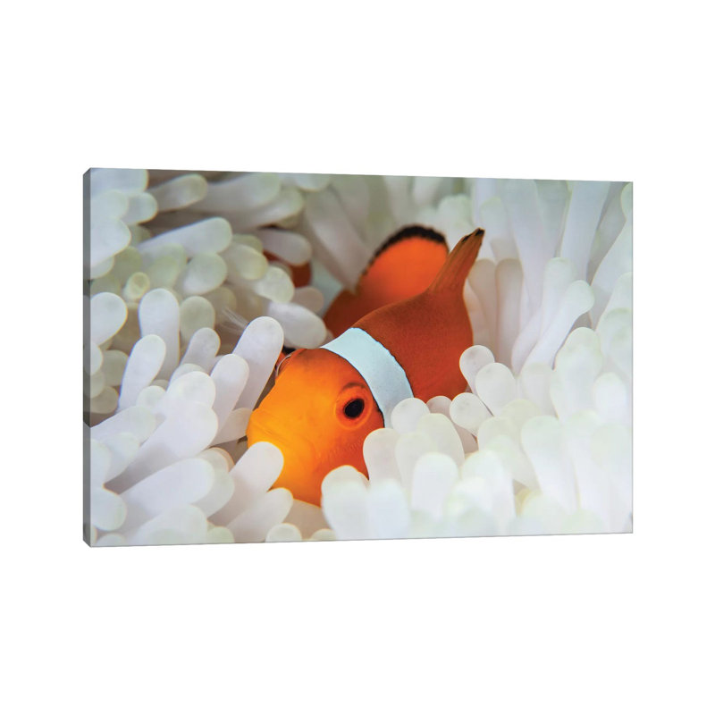 A False Clownfish Snuggles Amongst Its Host's Tentacles On A Reef by Ethan Daniels - Wrapped Canvas Print