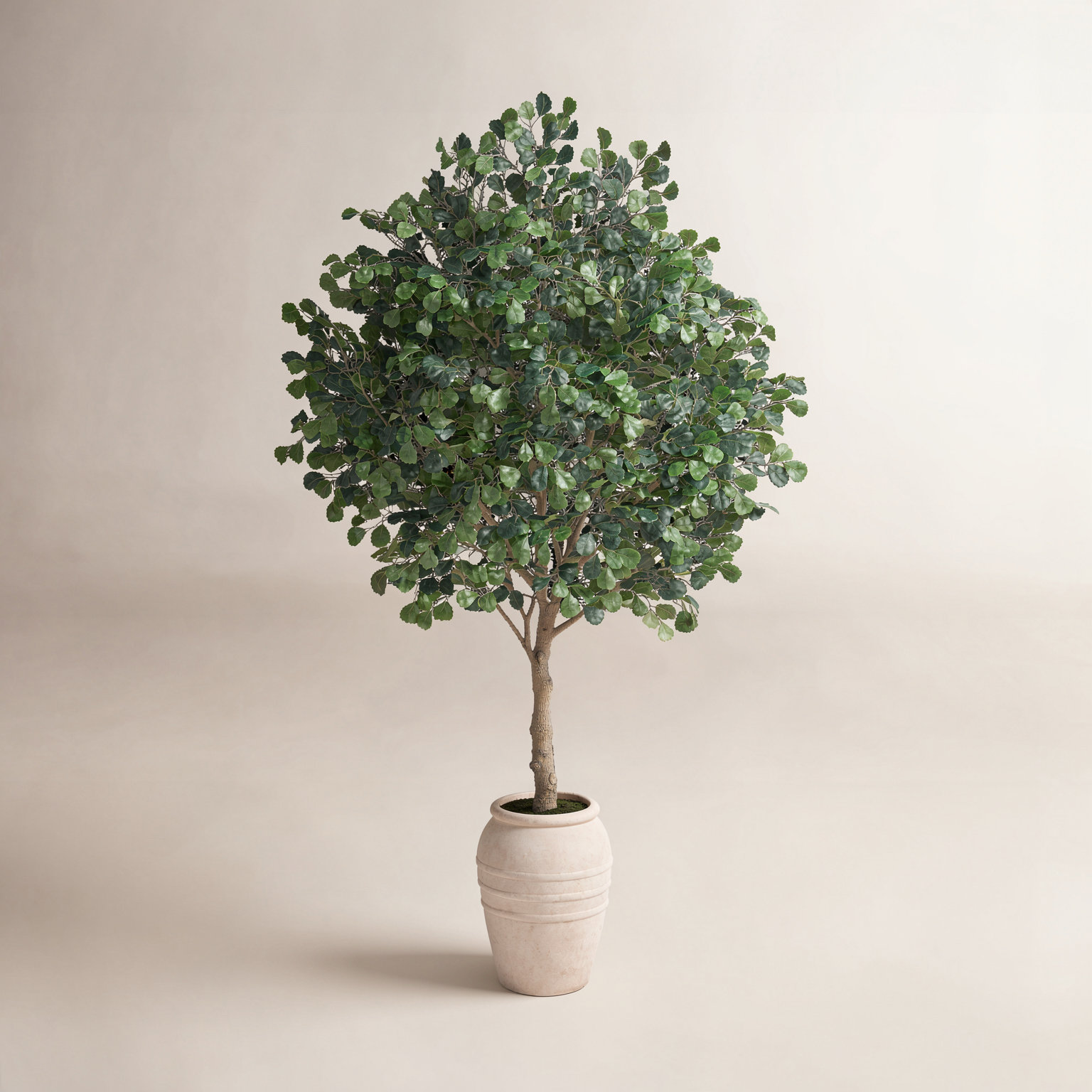 Nydia Ficus Tree in Pot, 108" H x 68" W x 64" D
