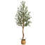 Plant-1153444754