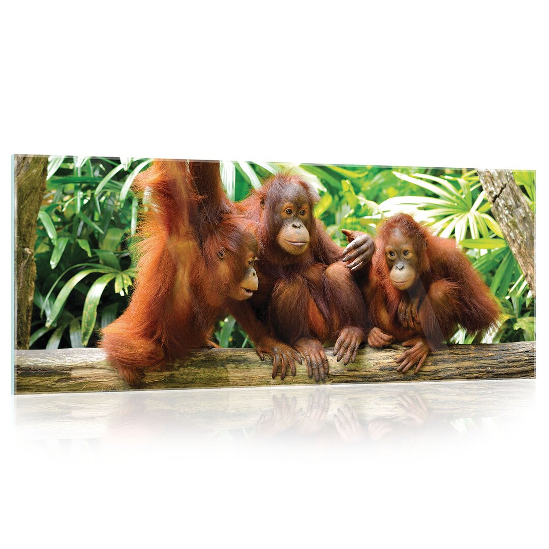 Glasbild Orang-Utans im Dschungel