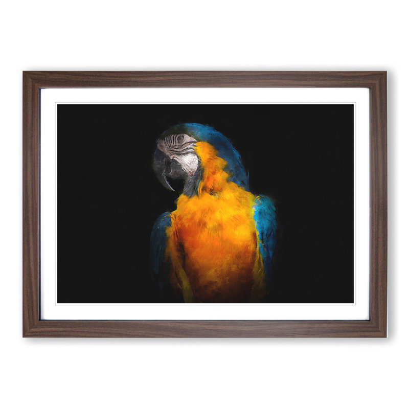A Blue and Yellow Macaw Parrot - Picture Frame Graphic Art, 27cm H x 36cm W x 2cm D, Walnut Framed
