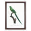 Long-Tailed Parakeet by F. Levaillant - Framed Print-55577266-55577271