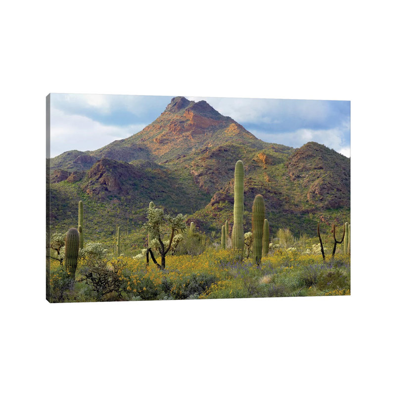 Saguaro and Teddybear Cholla, Arizona Amid Flowering Lupine and California Brittlebush I 1 Piece Wrapped Canvas Wall Art