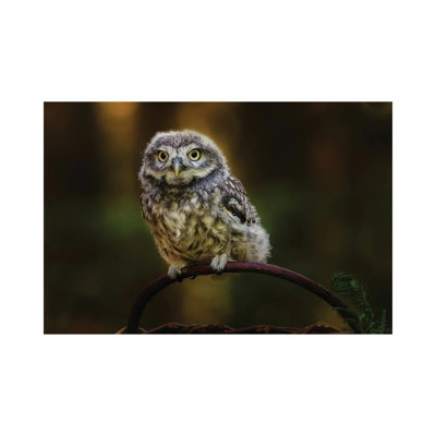 Small Screech Owl by Michaela Firesova - Wrapped Canvas Photograph