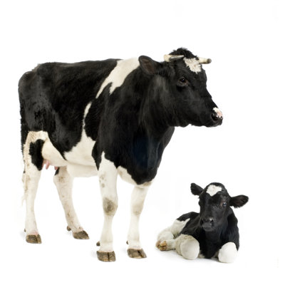 Cow And Calf by GlobalP - Wrapped Canvas Print