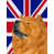 Chow-chow (brun) sélectionné