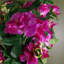 40cm Faux Flowering Plant in Pot Liner-75959567