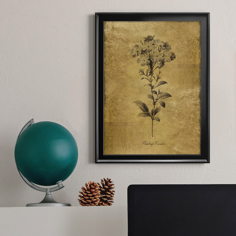 Ameelya, croquis dorés botaniques II, impression sur toile encadrée, Noir, H 22,5 po x l 30,5 po x P 1,5 po