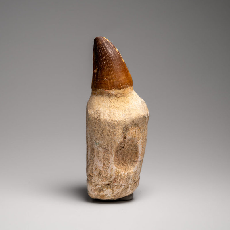 Genuine Mosasaur Tooth With Root From Morocco (217.6 Grams)