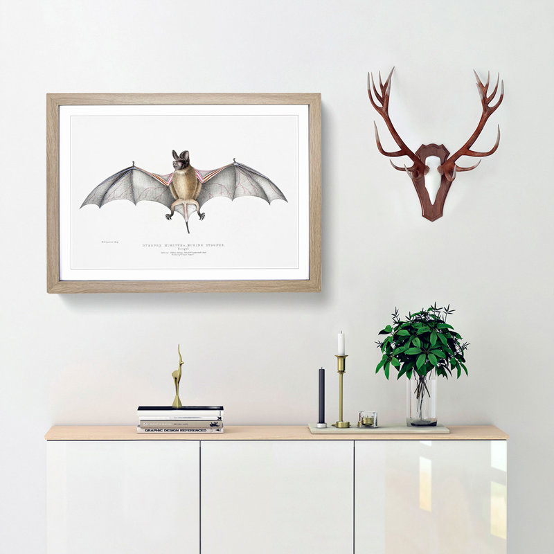 Bat Illustration by John Edward Gray - Picture Frame Painting, Oak, 40cm H x 60cm W x 2cm D