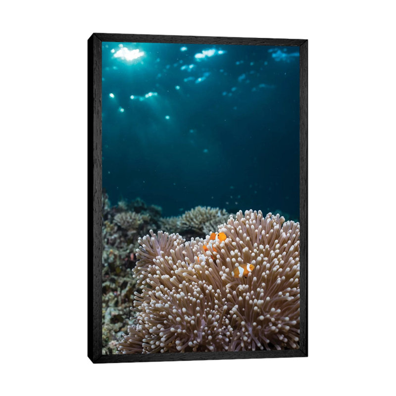 Rays From The Setting Sun Shining On An Anemone With A Pair Of Clownfish by Mathieu Meur - Gallery-Wrapped Canvas Giclée on Canvas