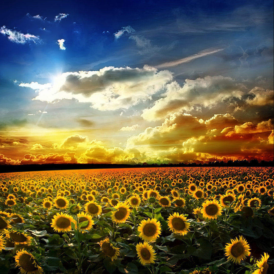 Feld mit Sonnenblumen von Krivosheevv - Foto auf Leinwand