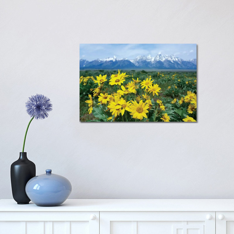 Balsamroot Sunflower Patch, Grand Teton National Park, Wyoming 1 Piece Wrapped Canvas Wall Art, 30.48 cm H x 45.72 cm W