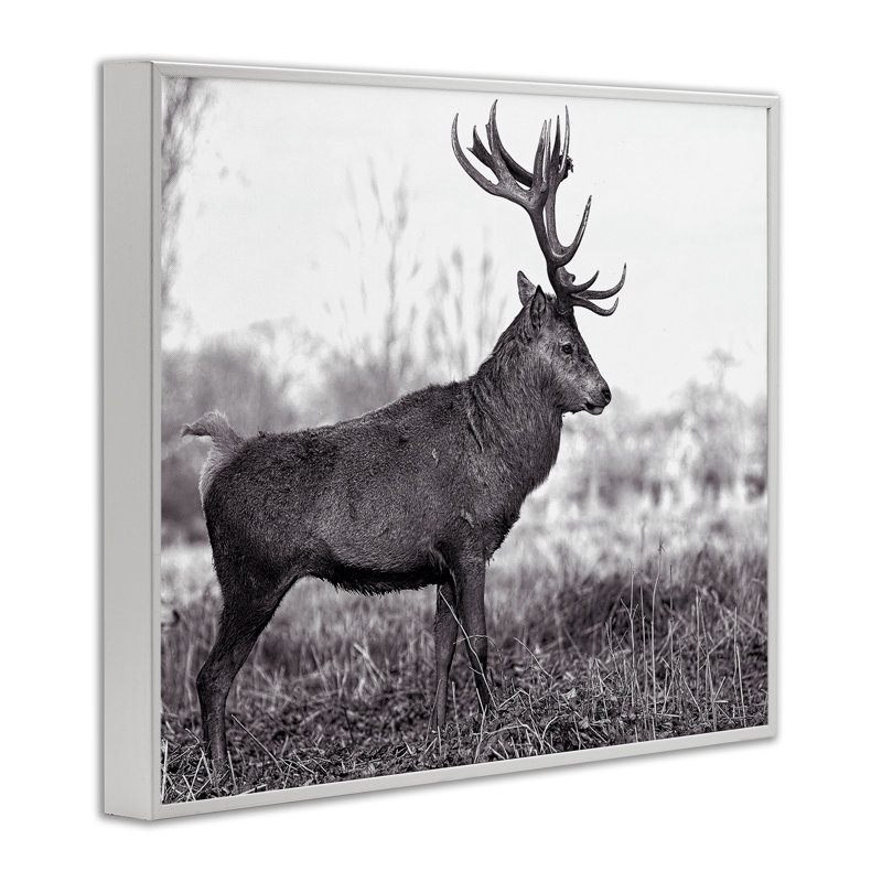 «Elk in Peaceful Forest», art de la giclée encadrée par Jasper Huish, Estampe numérique encadrée blanc bord de mer