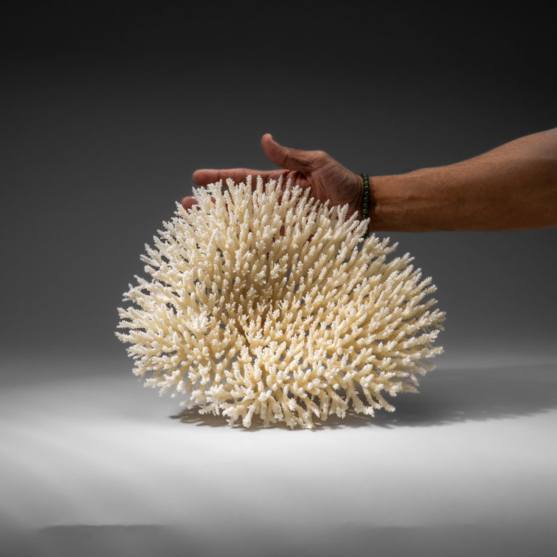 Corail de table blanc véritable (1,5 lb)