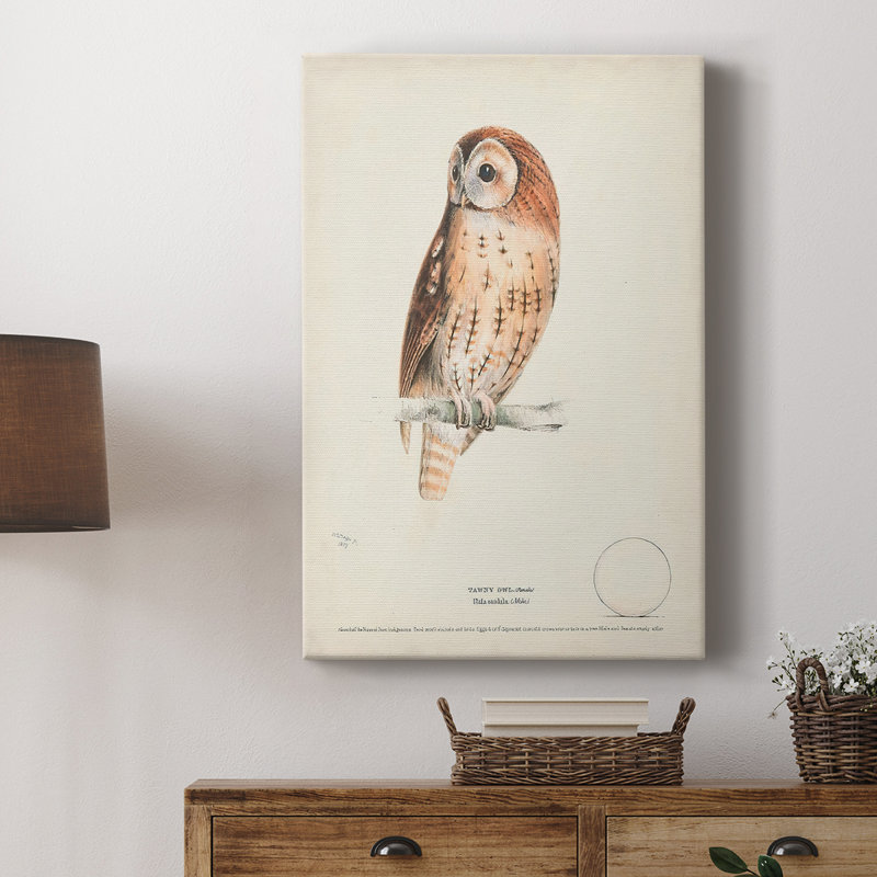 Tawny Owl - galerie sur mesure, H 27 po x l 18 po