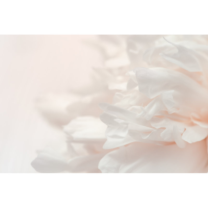 Blurred Peony Petals - Wrapped Canvas Print, 30cm H x 46cm W x 3.8cm D