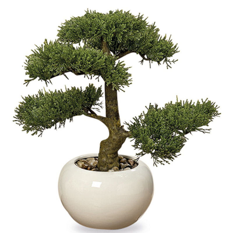4" Bonsai Tree in Pot
