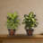 Golden Dieffenbachia Silk Plant with Wood Planter