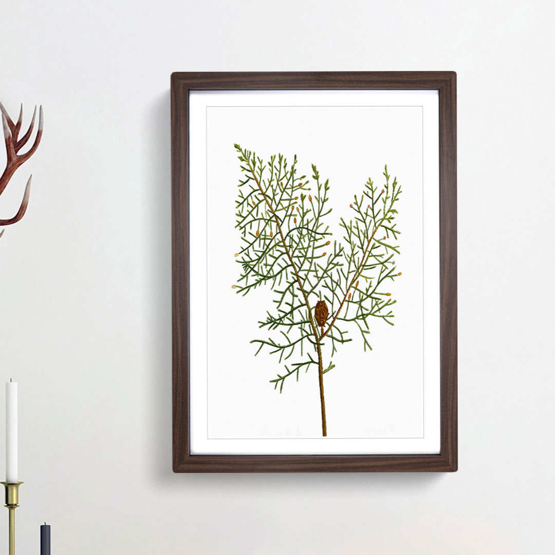 Chinese Weeping Cypress by Pierre-Joseph Redoute - Picture Frame Painting Print